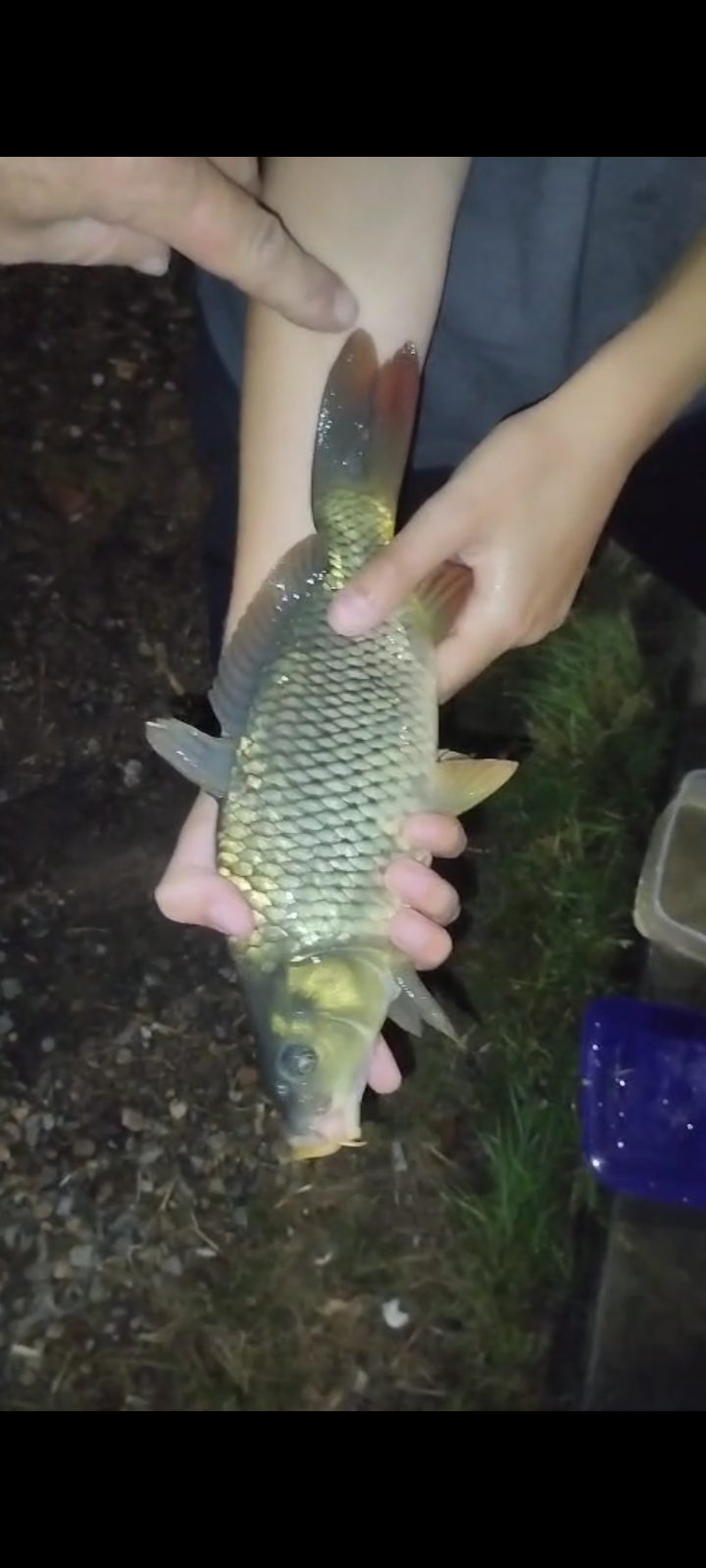 კობრი