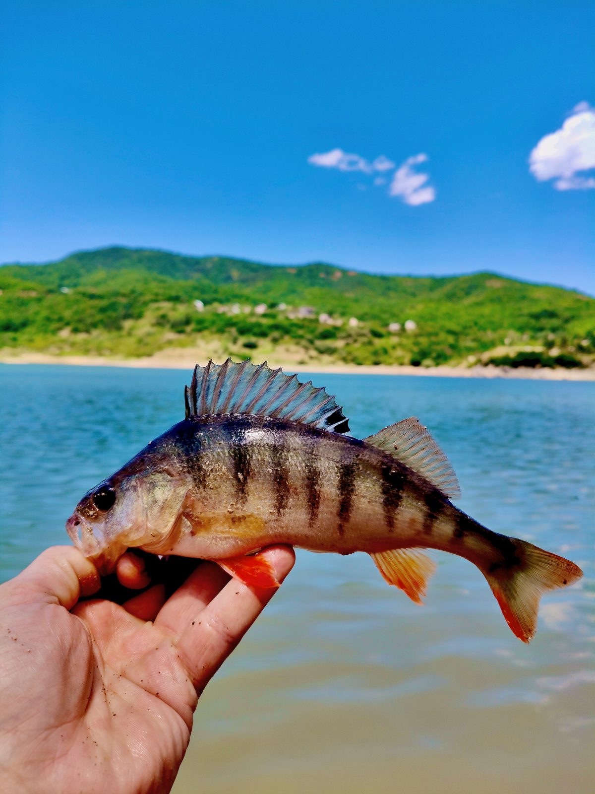 ქორჭილა